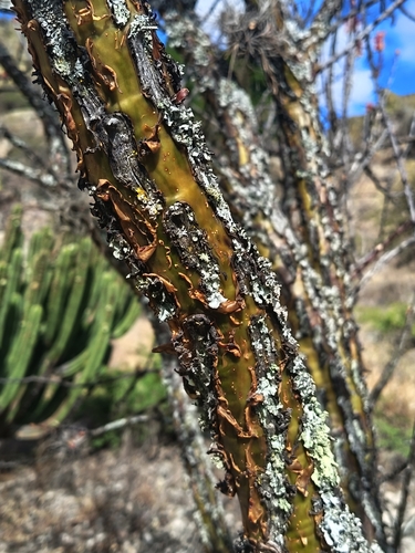 Fouquieria formosa, photograph 3