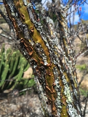 author not stated, no rights reserved Fouquieria formosa, photograph author not stated, no rights reserved