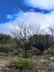 author not stated, no rights reserved Fouquieria formosa, photograph author not stated, no rights reserved