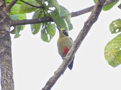 Melanerpes chrysauchen