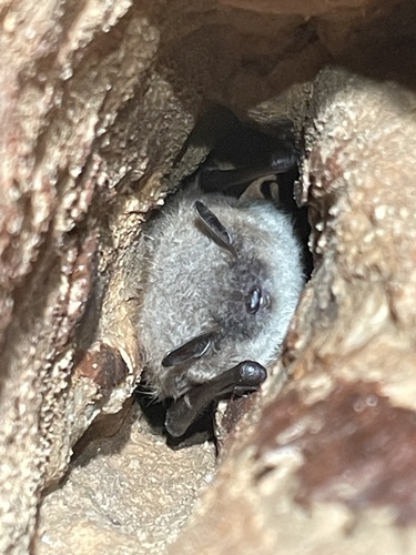 Little Brown Bat observed by dillon_freiburger
