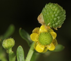 Ranunculus sceleratus sceleratus