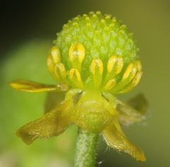 Ranunculus sceleratus sceleratus