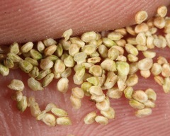 Ranunculus sceleratus sceleratus