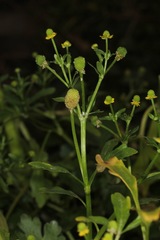 Ranunculus sceleratus sceleratus