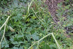 Ranunculus sceleratus sceleratus