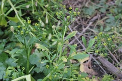 Ranunculus sceleratus sceleratus