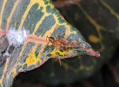 Camponotus