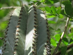 Stenocereus eichlamii