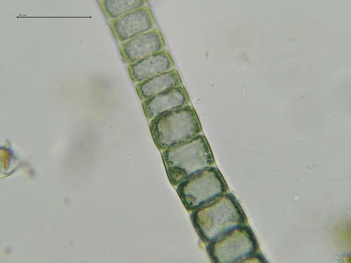 Compsopogon caeruleus observed 2025-12-30