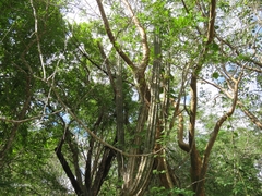 Stenocereus eichlamii