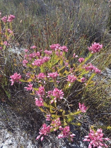 Balloon Heath (Erica inflata)