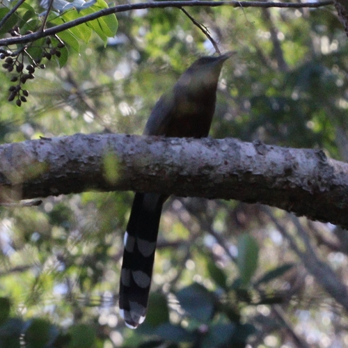 Bay-breasted Cuckoo (Coccyzus rufigularis), photo 8