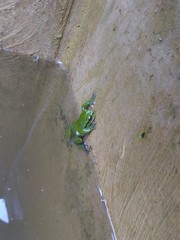 Dendropsophus luddeckei