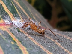 Camponotus