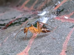 Camponotus
