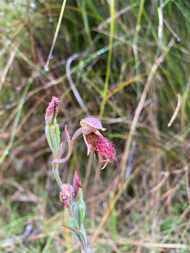 red beard orchid (Calochilus paludosus)