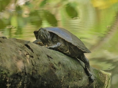 Trachemys stejnegeri