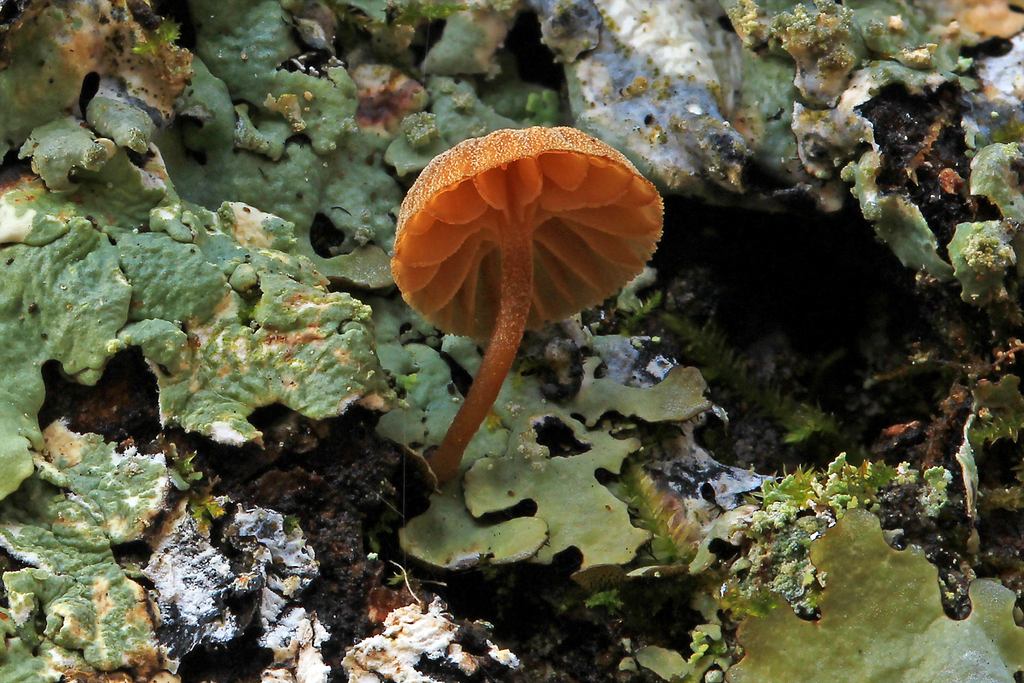 Mycena corticola · December 2025 · photo: © william_deml (iNaturalist, cc-by)
