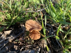 Tubariaceae