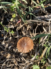 Tubariaceae