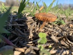 Tubariaceae