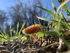 Tubariaceae