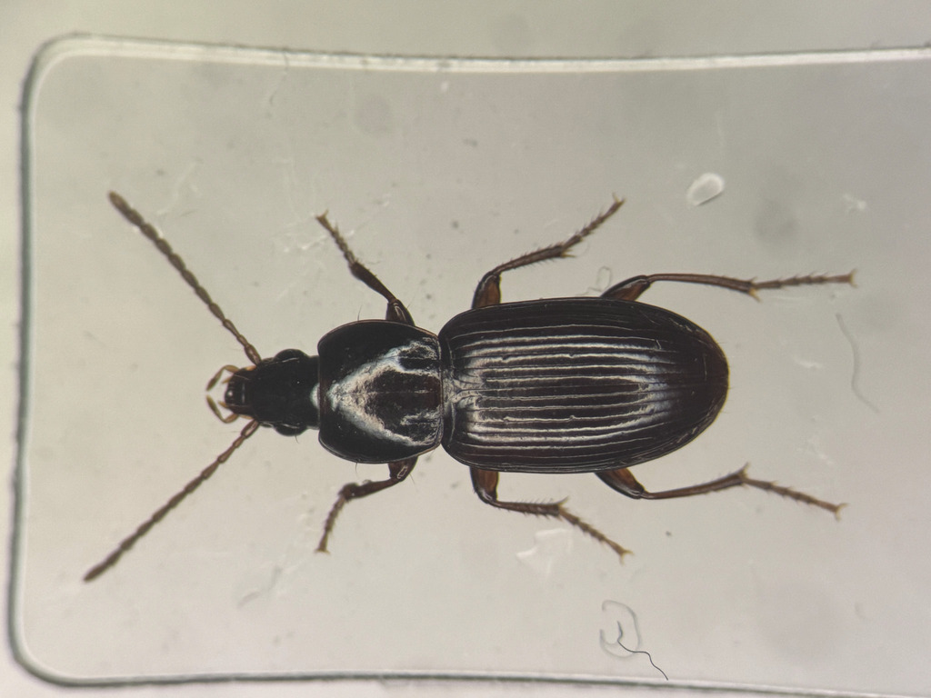 Pterostichus praetermissus