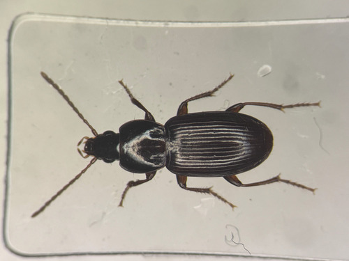 Pterostichus praetermissus