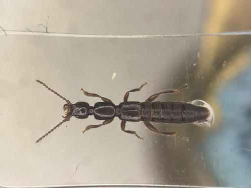 Lathrobium rhodeanum