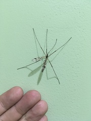 Gynoplistia magnifica