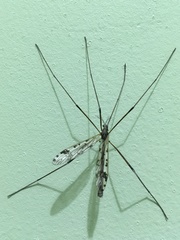 Gynoplistia magnifica