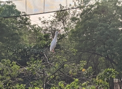 Bubulcus ibis