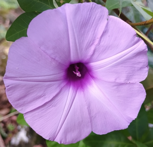 Ipomoea cairica observed 2025-12-26