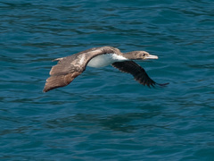 Leucocarbo carunculatus