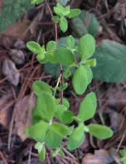 Symphoricarpos albus albus