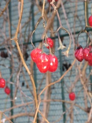 Solanum dulcamara