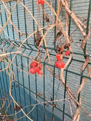 Solanum dulcamara