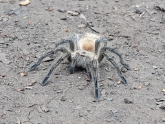 Phrixotrichus vulpinus