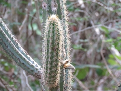 Pilosocereus gaumeri