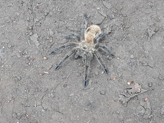 Phrixotrichus vulpinus