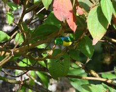 Chlorophonia cyanea