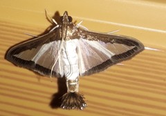 Diaphania hyalinata