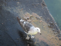 Larus dominicanus