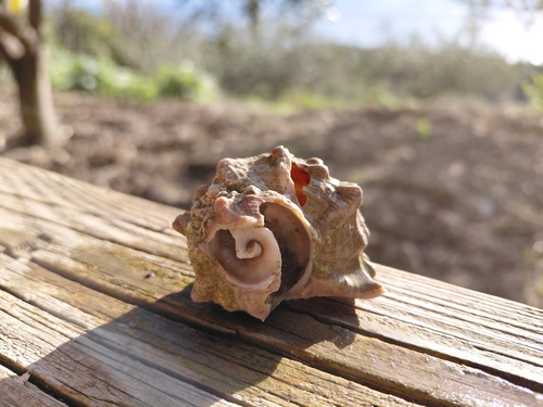 Hexaplex trunculus