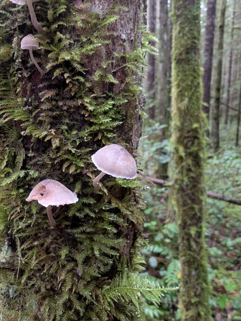 Marasmiellus candidus · December 2025 · photo: © michaelshan (iNaturalist, cc-by-nc)