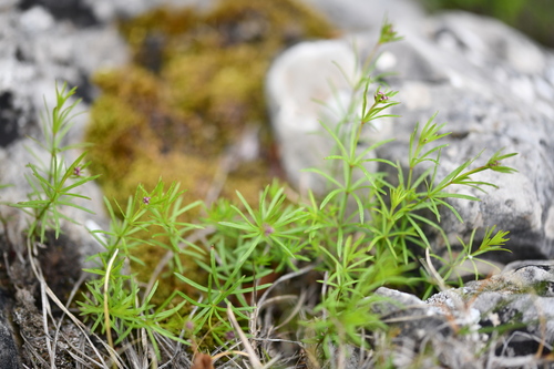 Hexaphylla allionii