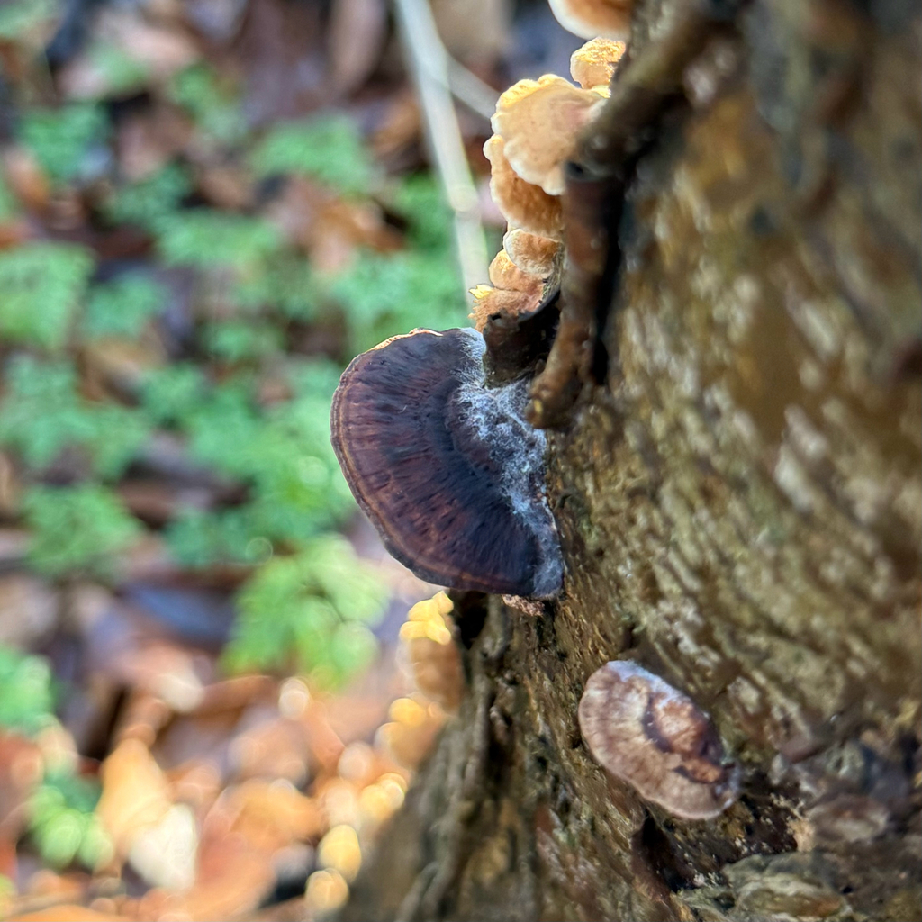 Daedaleopsis confragosa · December 2025 · photo: © chimpers (iNaturalist, cc0)