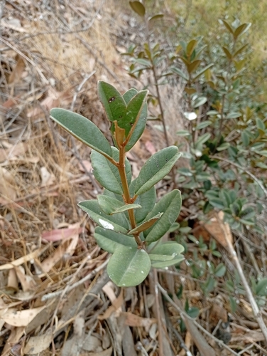 Chilean lucumo (Gayella valparadisaea)