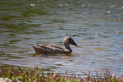 iNaturalist: (c) probreviceps, some rights reserved (CC BY-NC) iNaturalist image